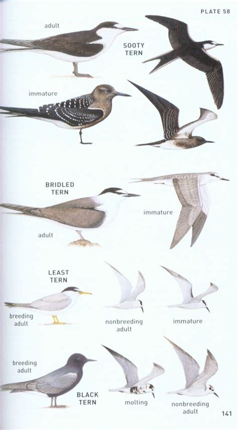 Peterson Field Guide To Birds Of Northern Central America Belize El