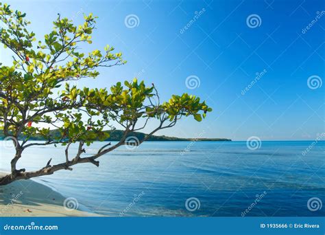 Tropical Scene Of Buye Beach At The Caribbean Island Of Puerto Rico