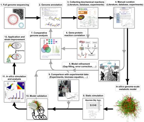 Schematic Processes Of Genome Scale Metabolic Model Reconstruction For