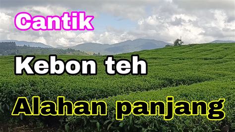 Kebun Teh Alahan Panjang Di Pergunungan Sumatera Barat Youtube