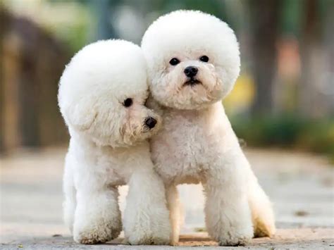 Bichon Frise Teddy Bear - Ultimate Guide - MetaWoofs