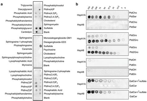 Qualitative Protein Lipid Overlay Assay Shows That Recombinant HspA1A