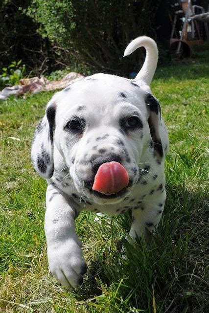 Cute puppy and dog: Cute Baby Dalmatian puppy Beautiful