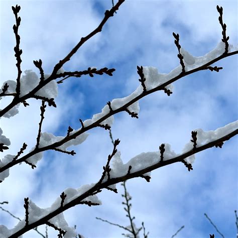 Snow Branches Hans Nerstu Flickr