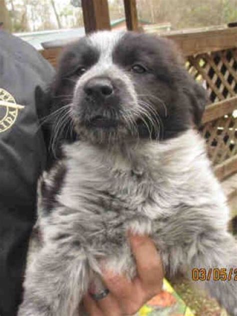 Border-Aussie | GreatDogSite