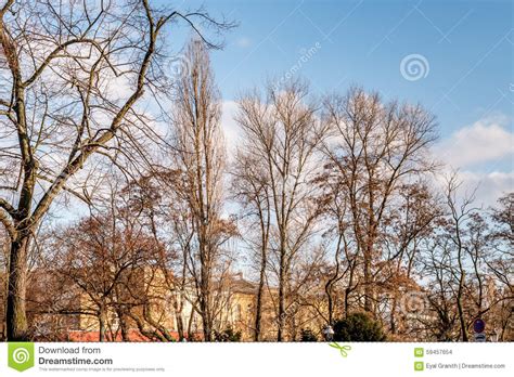 Naked Trees With Blue Sky And Clouds Stock Photo Image Of Background Mountain