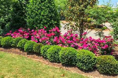 Evergreen Shrubs For Shade Top 17 Choices Plantingtree Boxwood Landscaping Backyard