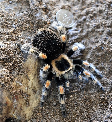 The Gerbil Shop: Mexican red knee tarantula.