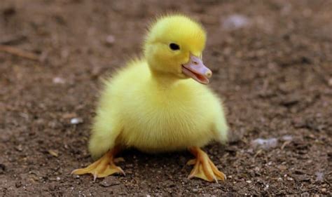 Pekin Duck: America’s Most Popular Dual-Purpose Breed