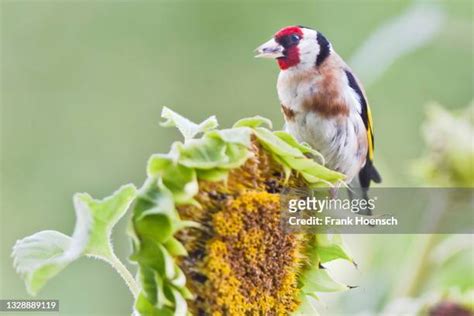 Goldfinch Sunflower Photos And Premium High Res Pictures Getty Images