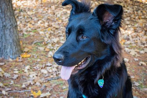 Blue German Shepherd: All About This Unique Dog Breed