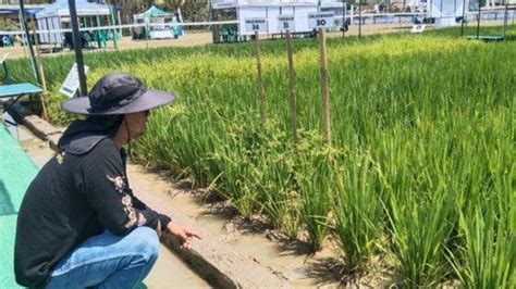 Cara Daftar Petani Milenial 2024 Jateng Gaji Rp 10 Juta Lebih Sebulan