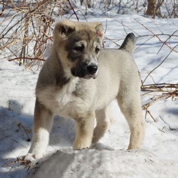 Central Asian Shepherd Breed Information, Characteristics & Heath ...