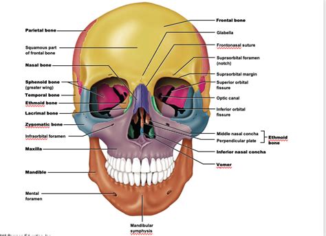 Anterior View Of The Skull Diagram Quizlet