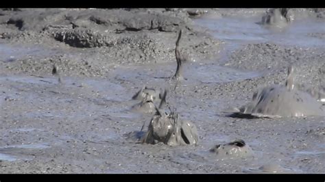 Yet More Footage Of The New Mud Pots Mud Volcanoes At The Salton Sea