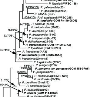 Maximum Likelihood Tree Inferred From Partial Lsu Sequences Of The Rrna