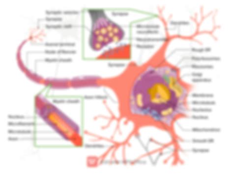 Solution Core Concept Of Neurons Nerve And Ganglion Studypool