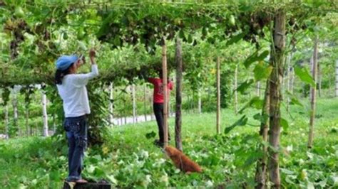 Afecta plaga cultivos de café en Veracruz La Silla Rota