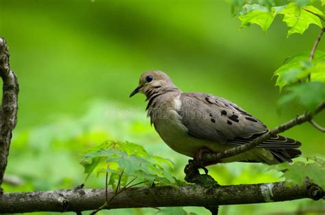 Mourning Dove Stock Photo Image Of Beak Sitting Outdoors 20075024