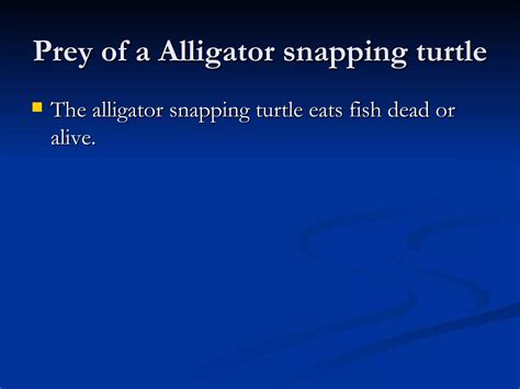 Alligator snapping turtles | PPT