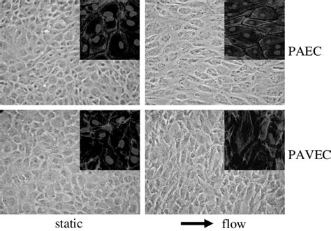 Valvular and vascular endothelial cell morphology in static and fluid ...