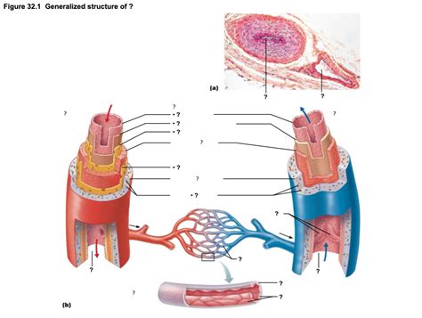 arteries, veins, and capillaries Diagram | Quizlet