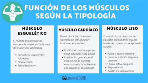 Funci N De Los M Sculos Y Del Tejido Muscular Resumen Fotos The