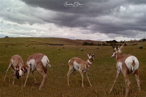 Pronghorn Rut Training Dojo Bliss Photographics Pronghorn