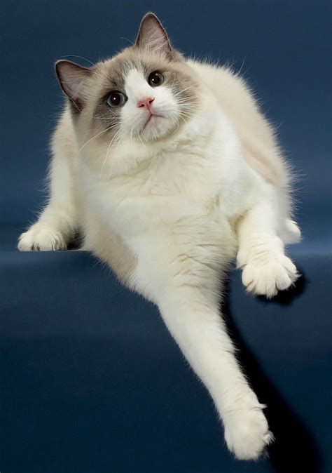 Types Of Ragdoll Cat Colors And Coat Patterns You Ll Love I