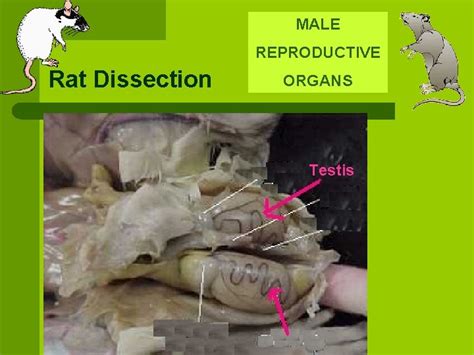 Rat Dissection L L L L Scientific Name