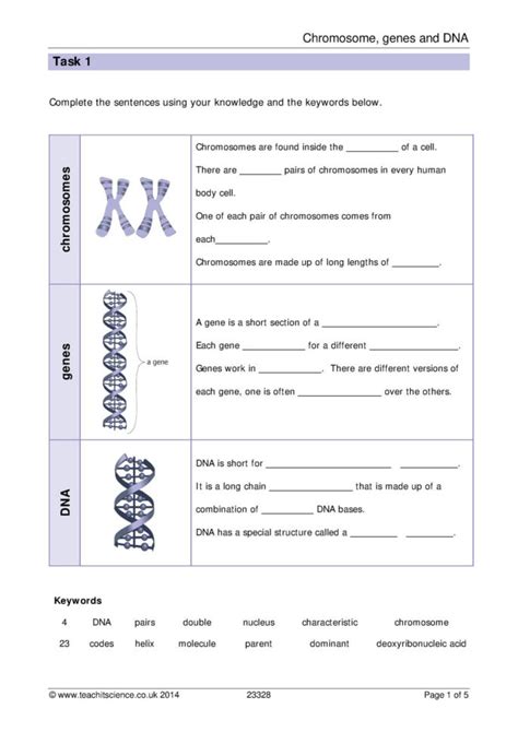 Chromosomes Genes And Dna Worksheet With Answers — Db