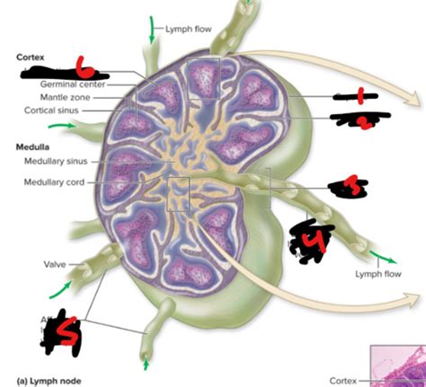 Anat Ch 21 Lymphatic System Flashcards Quizlet