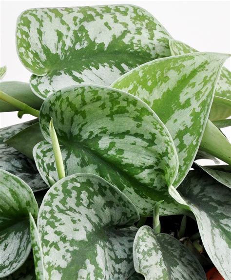 Silver Pothos Light Pothos Plant