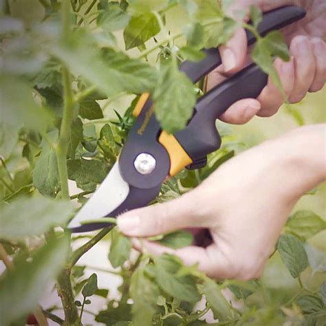 How To Prune Tomatoes