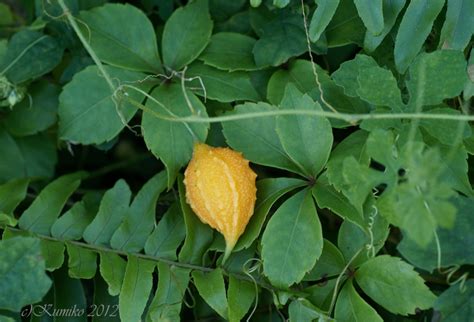 Flower Dictionary: Wild Balsam Apple