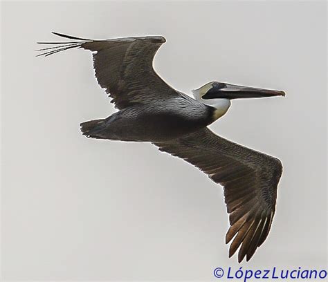 Pelícano Alcatraz Pelecanus Occidentalis MundiAves