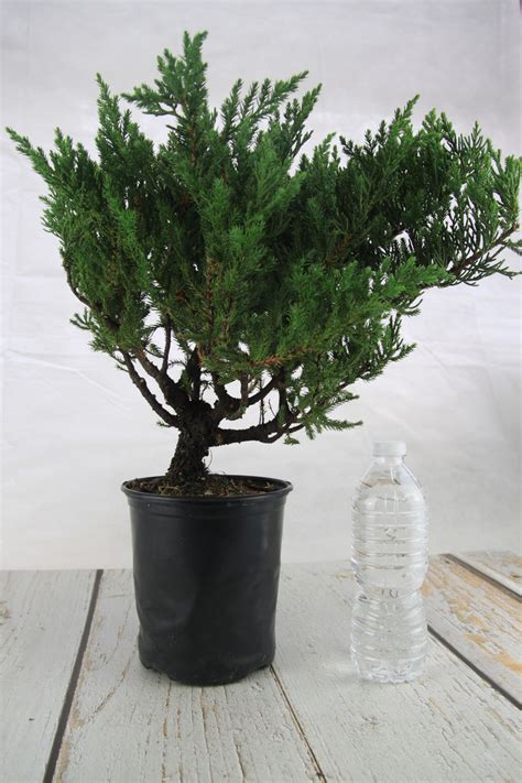 Juniper Bonsai Tree - Juniper Bonsai Trees For Sale - Buy Juniper ...