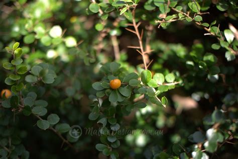 Bush Food Spheres Citriobatus Pauciflorus Mallee Design