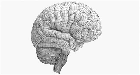 3d Brain Anatomy Model