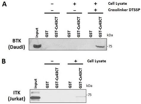 Biomolecules Free Full Text Regulation Of Cx43 Gap Junction Intercellular Communication By