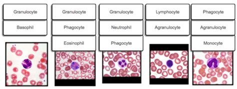 Solved Part A White Blood Cell Properties White Blood 51 OFF