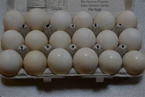 Fresh Organic Duck Eggs - New Creations Farm