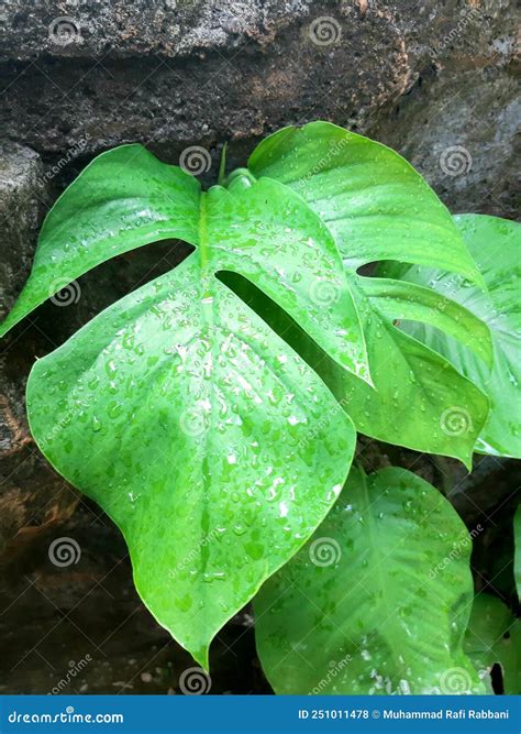 Variegata Leaves Of Polyscias Balfouriana Stock Image Cartoondealer