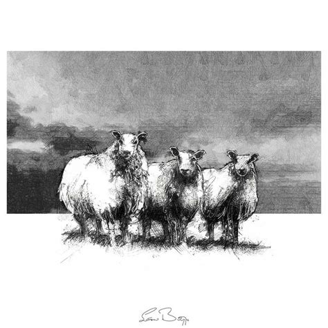 Original Sketch Seanbriggs Sketches Sheep Art Sheep Illustration