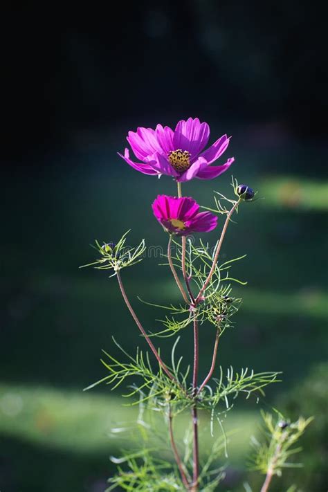 Flor Cor De Rosa Do Cosmos Em Um Jardim Imagem De Stock Imagem De