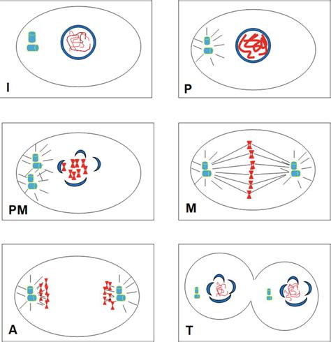 The Mitosis Of Entamoeba Histolytica Trophozoites Intechopen