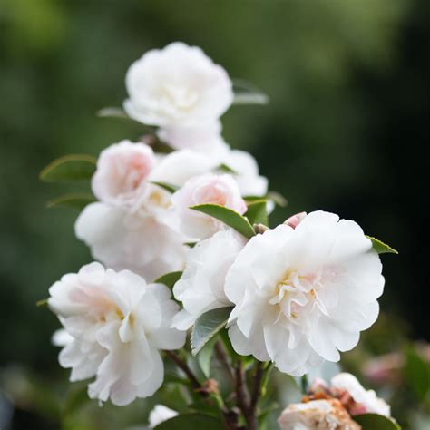 white_dwarf_shishi_151205_154633 – Camellia of the Fall and Sun