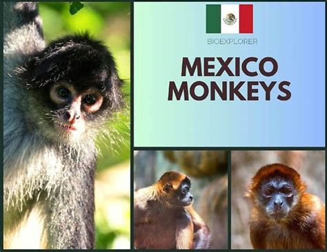 Mexico Monkeys Monkeys Native To Mexico Bioexplorer