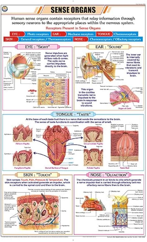 sense organs skin diagram human sense organs  chalkboard background