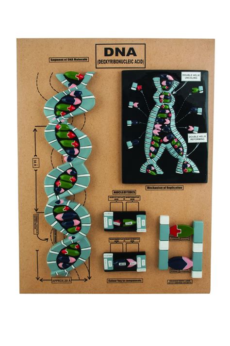 LIFELIKE DESIGN || 3-dimensional DNA teaching demonstration model with ...